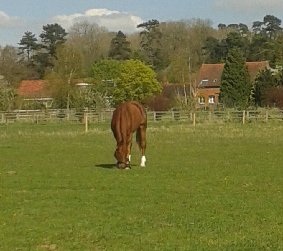 Aspire Equestrian Livery and Training